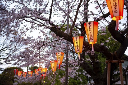 Blooming cherry trees and illuminated lanterns with Japanese writing in the evening, Hanami festival in spring, Ueno Park, Tokyo, Japan