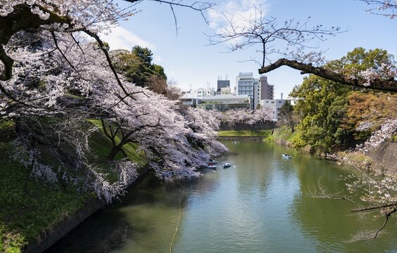 Chidorigafuchi Canal with rowing boat in front of blooming cherry trees, moat, Japanese cherry blossom in spring, Hanami festival, Chidorigafuchi Green Way, Tokyo, Japan