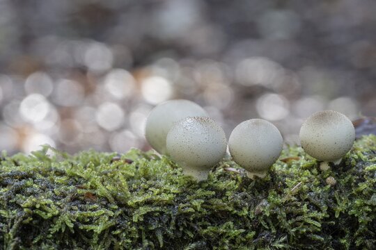 Pear dusters (Apioperdon pyriforme), Emsland, Lower Saxony, Germany