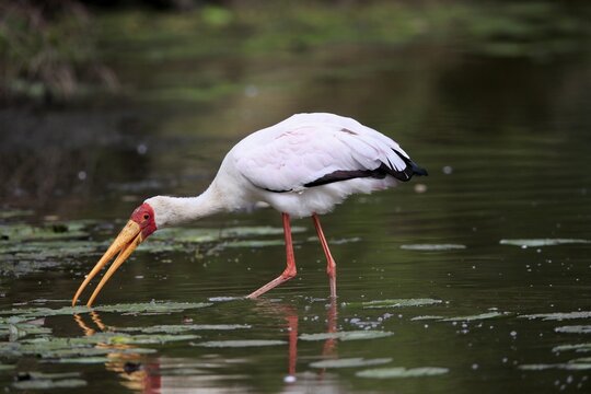 Glutton (Mycteria ibis), adult, in the water, foraging, Kruger National Park, Kruger National Park, Kruger National Park South Africa