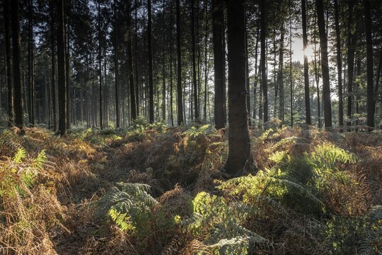 Bracken fern (Pteridium aquilinum) in spruce forest, Emsland, Lower Saxony, Germany