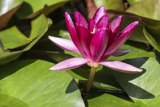 Water lily (Nymphaea), Emsland, Lower Saxony, Germany
