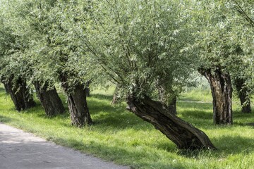 Old pollarded willow, willow (Salix viminalis), Poel Island, Mecklenburg-Western Pomerania, Germany