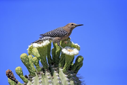 Gila woodpecker (Melanerpes uropygialis), adult, male, on Saguaro cactus flower, foraging, Sonoran Desert, Arizona, North America, USA