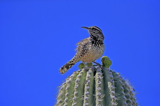 Cactus wren (Campylorhynchus brunneicapillus), adult, on saguaro cactus, Sonoran Desert, Arizona, North America, USA