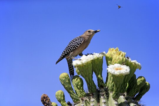 Gila woodpecker (Melanerpes uropygialis), adult, female, feeding on saguaro cactus flower, Sonoran Desert, Arizona, North America, USA