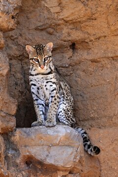 Ocelot (Leopardus pardalis), adult, sitting, at the den, alert, Sonora Desert, Arizona, North America, USA