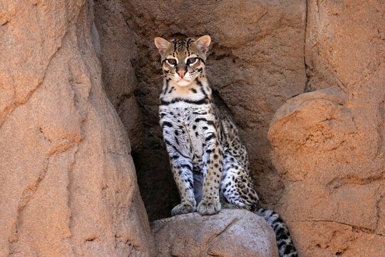 Ocelot (Leopardus pardalis), adult, sitting, at the den, alert, Sonora Desert, Arizona, North America, USA