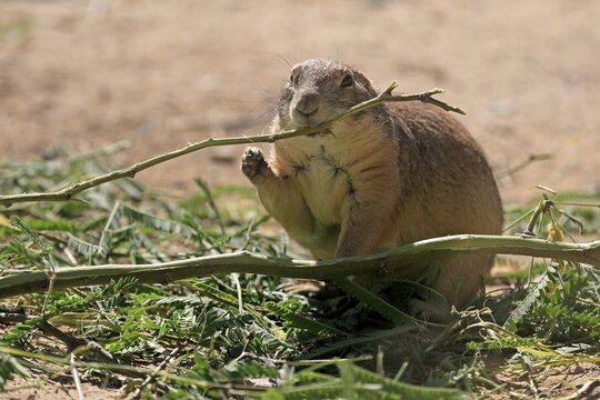 Black-tailed prairie dog (Cynomys ludovicianus), adult, feeding, foraging, Sonoran Desert, Arizona, North America, USA