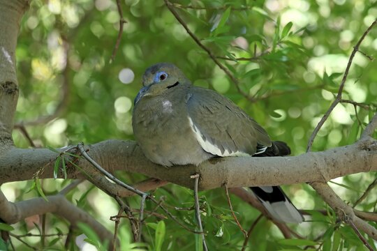 White-winged dove (Zenaida asiatica), adult, sitting on tree, Sonoran Desert, Arizona, North America, USA