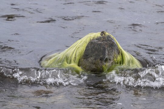 Rock filamentous algae (Cladophora rupestris on rocks in the Baltic Sea, Mecklenburg-Vorpommern, Germany