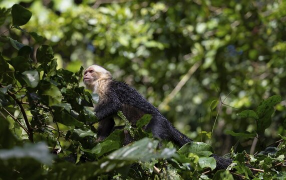 White-headed capuchin (Cebus imitator), walking on a branch between leaves, Tortuguero National Park, Costa Rica