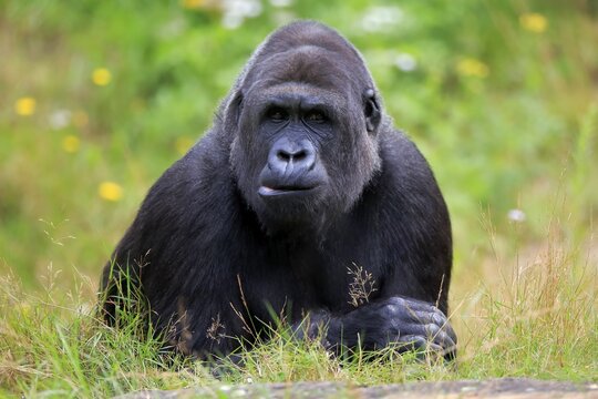Western gorilla (Gorilla gorilla), adult, male, portrait, captive