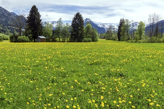 Common dandelion (Taraxacum), flowering dandelion field, behind mountains of the Allg&auml;u Alps, Rubi, near Oberstdorf, Oberallg&auml;u, Allg&auml;u, Bavaria, Germany