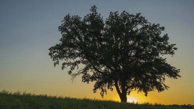 Old English oak (Quercus robur), Swabian Alb, Baden-W&uuml;rttemberg, Germany
