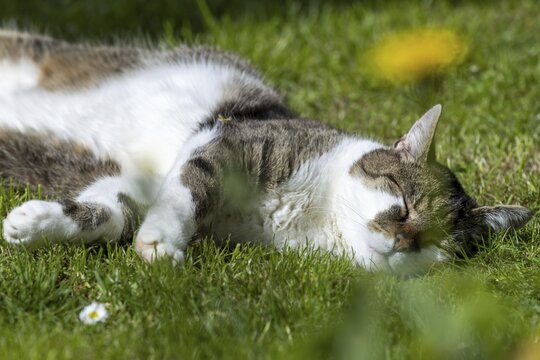 Snoozing and contented domestic cat (Felis catus), Blaustein, Baden-W&uuml;rttemberg, Germany