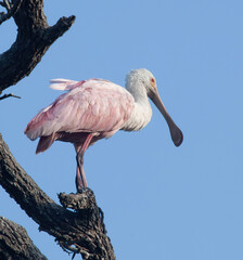Roseate Spoonbill in a tree