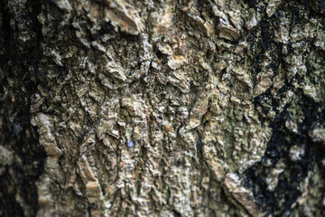 The rough bark of ancient trees in the forest creates very unusual backgrounds.