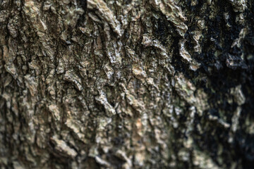 The rough bark of ancient trees in the forest creates very unusual backgrounds.