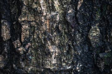 The rough bark of ancient trees in the forest creates very unusual backgrounds.