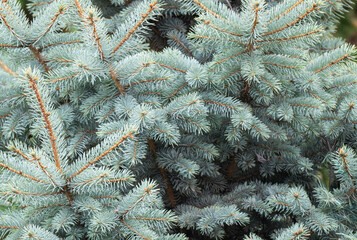  blue spruce branches © ksena32