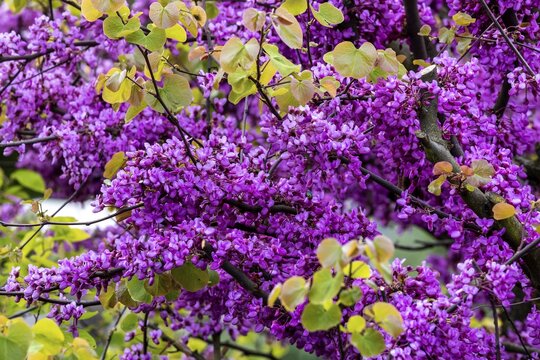 Blossoms of the Judas tree (Cercis siliquastrum), flowering, Baden-W&uuml;rttemberg, Germany