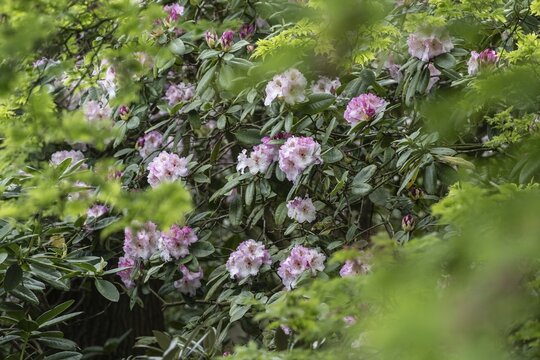 Rhododendron (Rhododendron Simona), Emsland, Lower Saxony, Germany