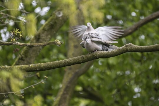 Eurasian collared doves (Streptopelia decaocto), mating, Emsland, Lower Saxony, Germany