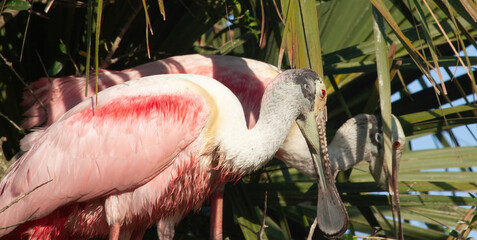 Roseate Spoonbill in a tree