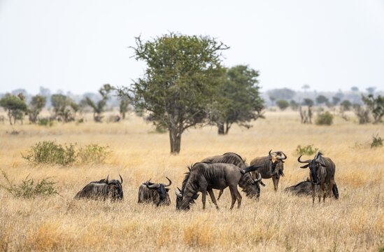 Blue wildebeests (Connochaetes taurinus) in dry grass, African savannah, Kruger National Park, South Africa