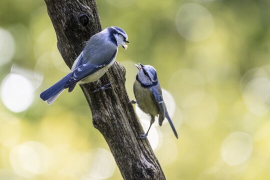 Blue tits (Parus caerulea), partner feeding, Emsland, Lower Saxony, Germany