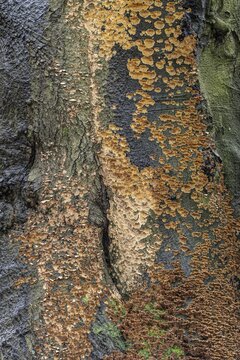 Bleeding oak crust (Stereum gausapatum), mass infestation on a copper beech (Fagus sylvatica), Emsland, Lower Saxony, Germany