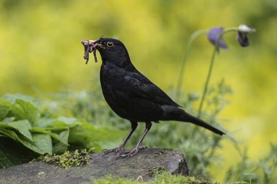 Blackbird (Turdus merula) with earthworms in its beak, Emsland, Lower Saxony, Germany