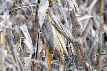 dry corn