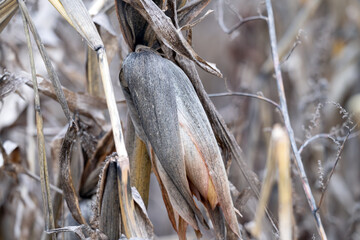 dry corn