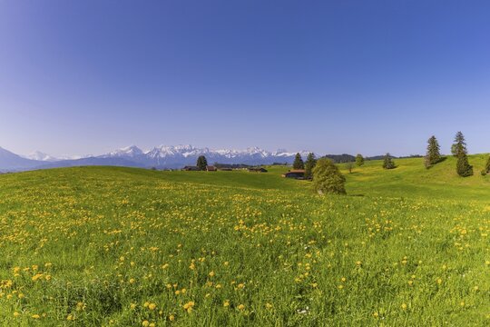 Common dandelion (Taraxacum sect. Ruderalia) in spring, meadow near Rieden am Forggensee, Ostallg&auml;u, Allg&auml;u, Bavaria, Germany