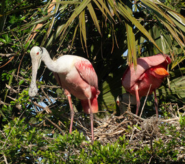 Roseate Spoonbill in a tree
