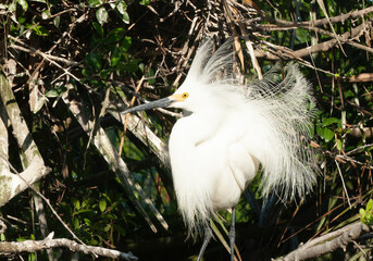 Snowy Egret