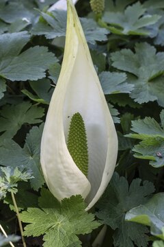 White false calla (Lysichiton camtschatcensis), Emsland, Lower Saxony, Germany