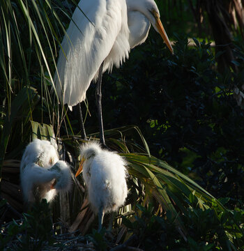 Great Heron in a tree