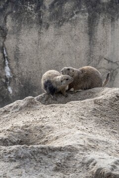 Prairie dogs (Cynomys ludovicianus), Emmen Zoo, Netherlands