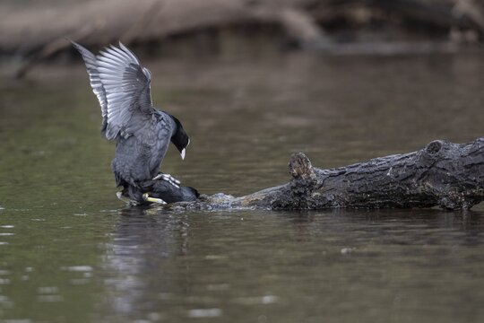 Common coots (Fulica atra), mating, Emsland, Lower Saxony, Germany