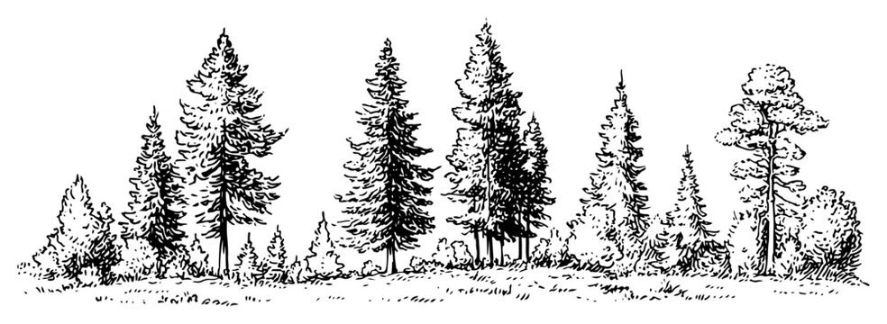 Hand drawn pine forest landscape vector sketch of coniferous tree line and wilderness in black and white doodle style