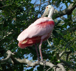 Roseate Spoonbill in a tree