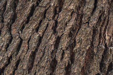 The rough bark of ancient trees in the forest creates very unusual backgrounds.