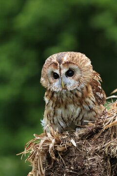 Tawny owl (Strix aluco), adult, on tree, vigilant, Scotland, Great Britain