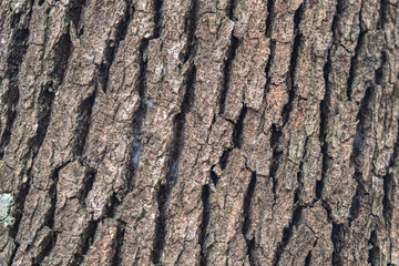 The rough bark of ancient trees in the forest creates very unusual backgrounds.