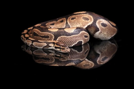 King python, (Python regius), adult, resting, captive, Central Africa, West Africa