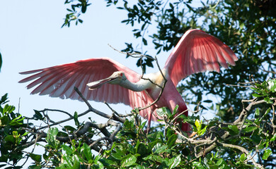 Roseate Spoonbill in a tree