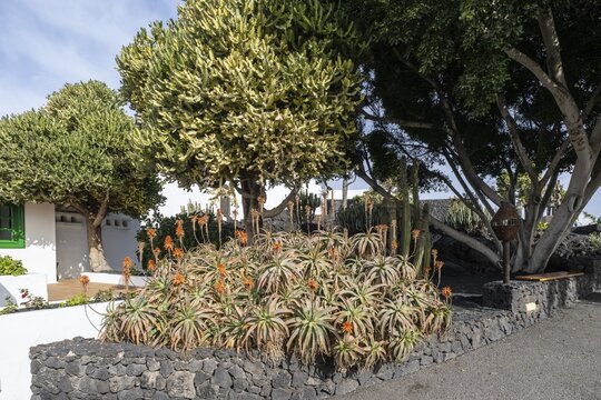 Aloe veras (Aloe vera) in the entrance area of the Fundacion Cesar Manrique, Lanzarote, Canary Islands, Spain